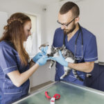 Pet Insurance: What It Is and Why Pet Owners Ought to Consider It